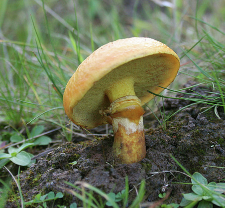 wild edible mushrooms, Larch Bolete