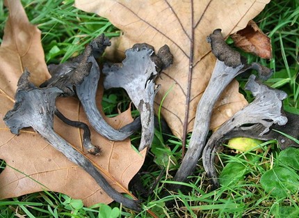 wild edible mushrooms, Horn of Plenty, Black Chanterelle, Black Trumpet 