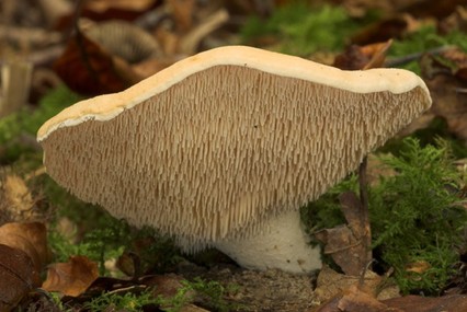 wild edible mushrooms, Hedgehog Mushroom